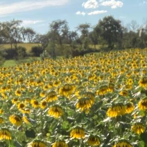 Meet your Posher, London